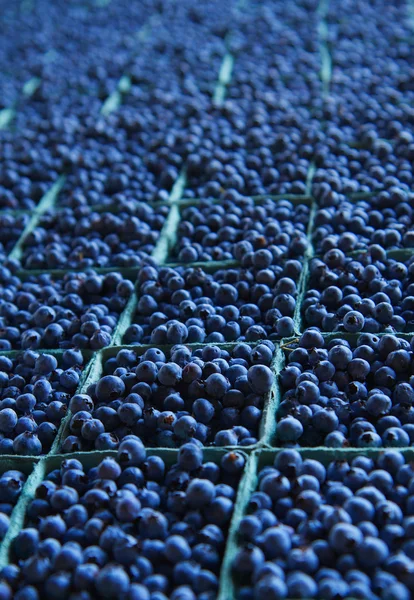 Miles of Blueberries — Stock Photo, Image