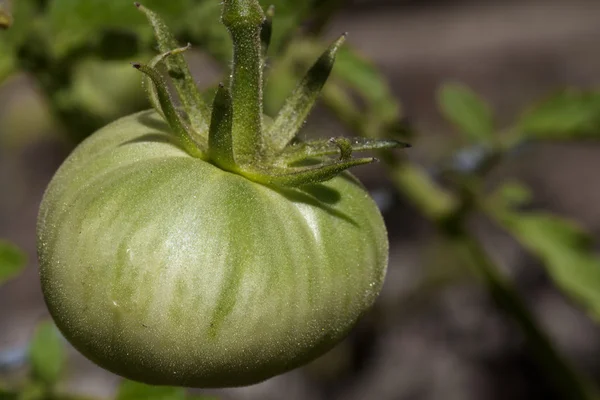 stock image Green Tomato