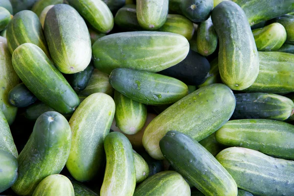 Green pickling cucumbers — Stock Photo, Image
