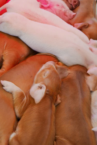 Brown White Pink Piglets — Stock Photo, Image