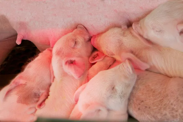 Feeding Piglets — Stock Photo, Image