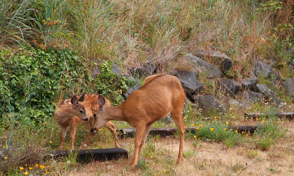 새끼 사슴 및 암컷 — 스톡 사진