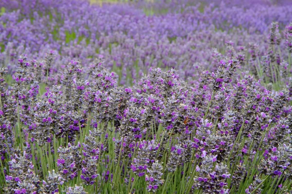 Lavendel veld horizontaal ver — Stockfoto