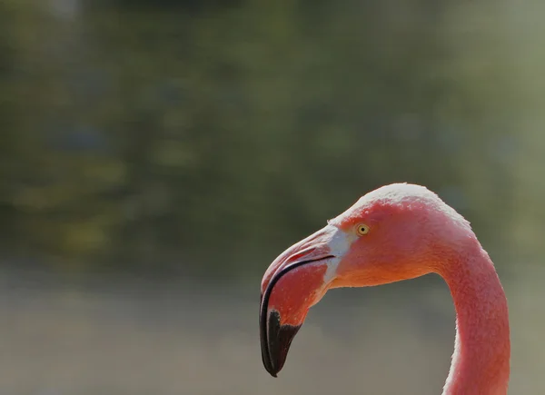 Perfil de Cabeça Flamingo — Fotografia de Stock