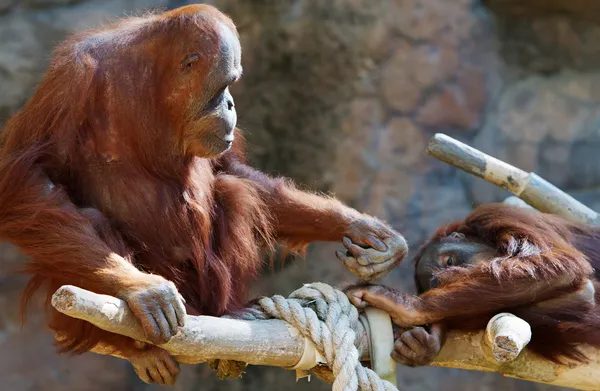 Orangoutang 부모와 자식 — 스톡 사진