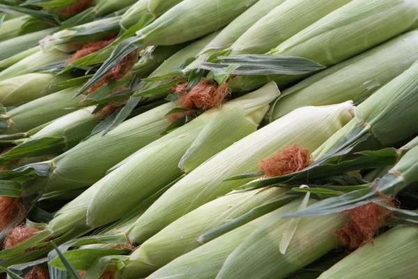 stock image Rows of Corn