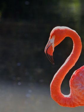 Kırmızı flamingo baş boyun