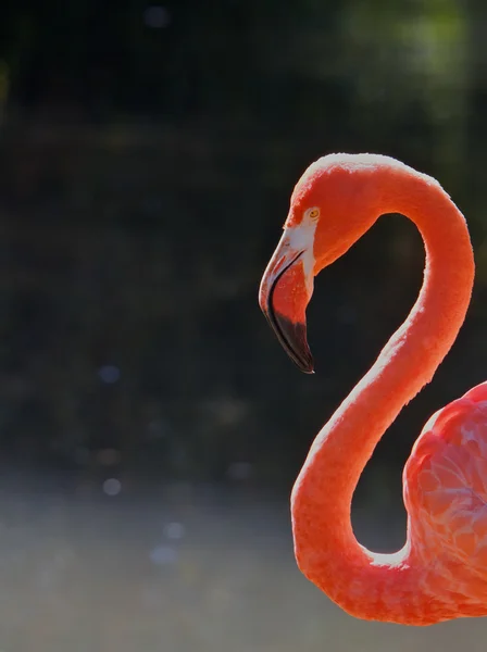 stock image Red Flamingo Head Neck