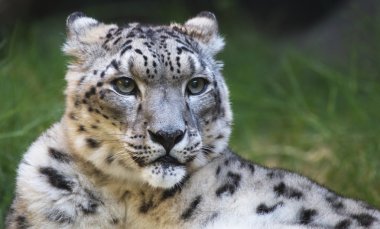 Snow leopard looking right clipart