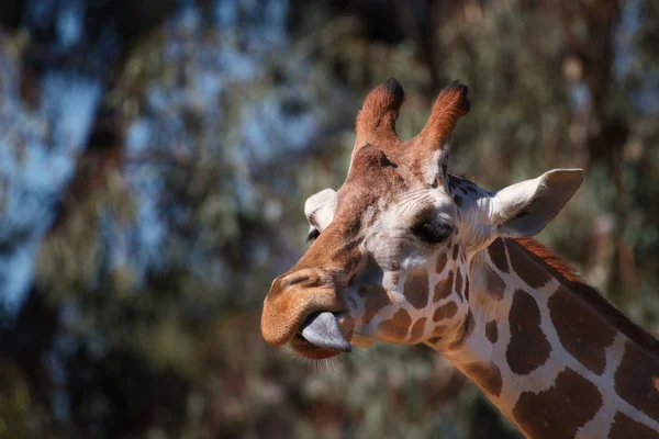长颈鹿侧舌 — 图库照片