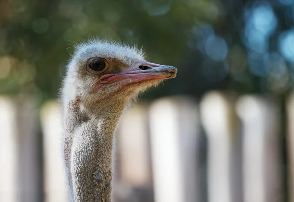 Ostrich head looking right — Stock Photo, Image