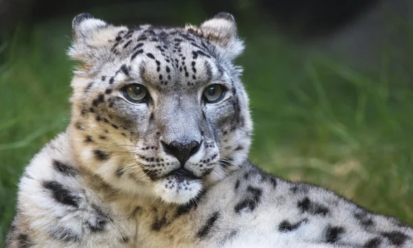 Leopard de zăpadă în căutarea dreapta — Fotografie, imagine de stoc