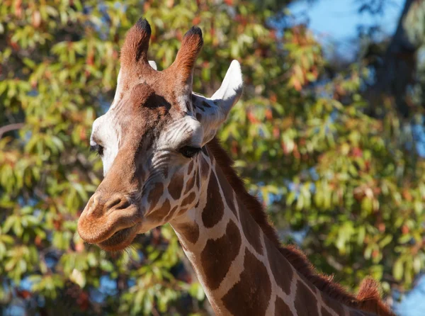 Girafa olhar direito — Fotografia de Stock