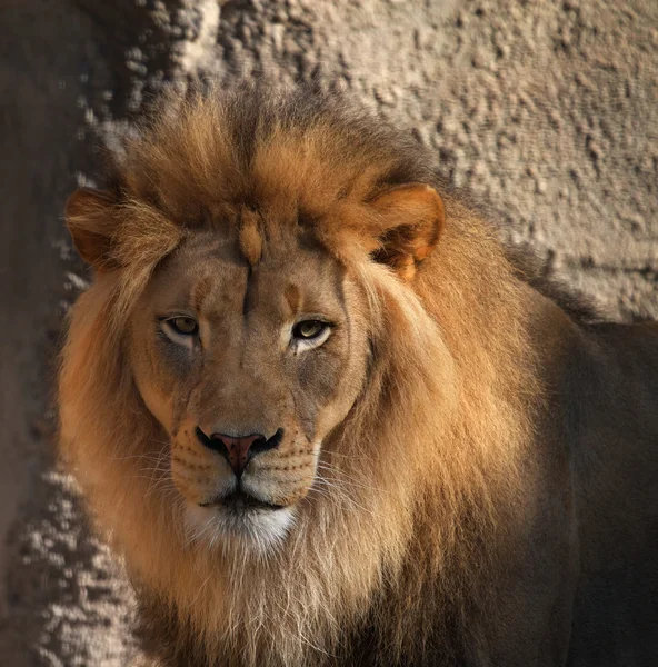 Cabeza de león —  Fotos de Stock
