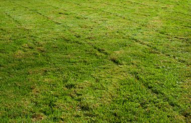 Freshly mowed grass transverse clipart