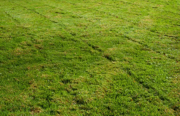 Freshly mowed grass transverse — Stock Photo, Image
