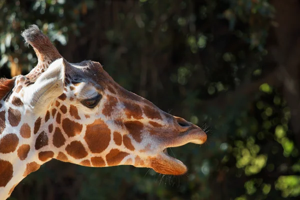 Zürafa ağzı açık — Stok fotoğraf