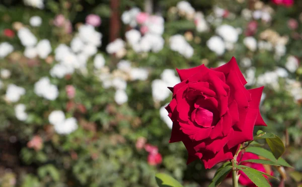 Rosa rossa rosa bianca backround b — Foto Stock