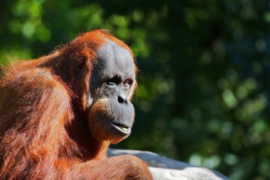 Red Orangutang clipart