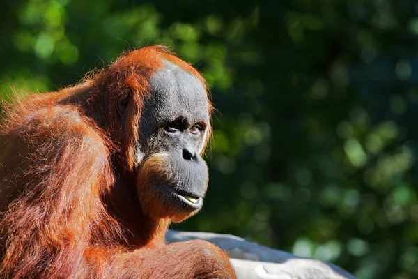 Röd orangutang — Stockfoto