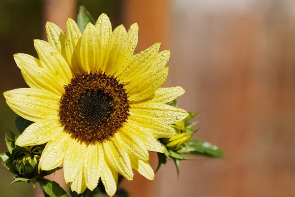 Wet full sunflower — Stock Photo, Image