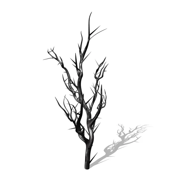 Drzewo burs — Zdjęcie stockowe