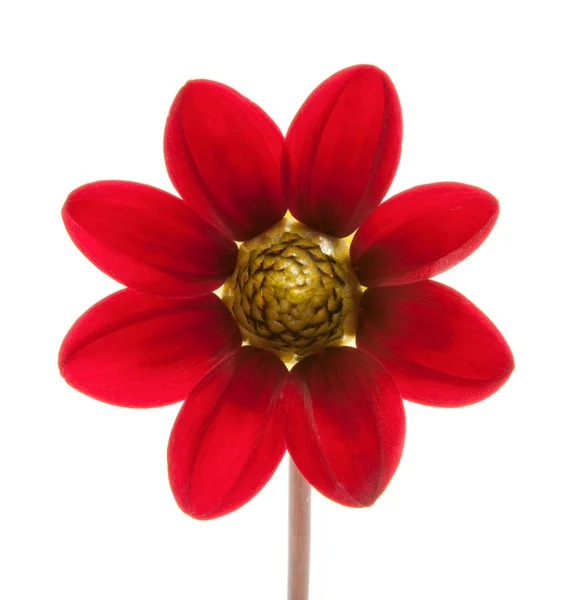 Fiore rosso — Foto Stock