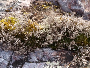 Lichen ve yosun.