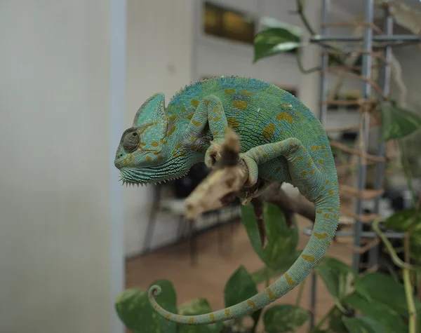 stock image Chameleon