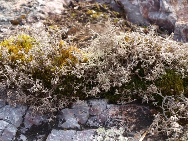 Lichen and moss — Stock Photo, Image