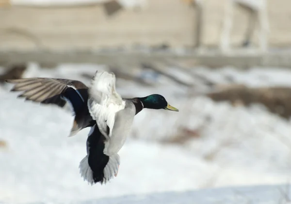 stock image DUCK IN FLIGHT