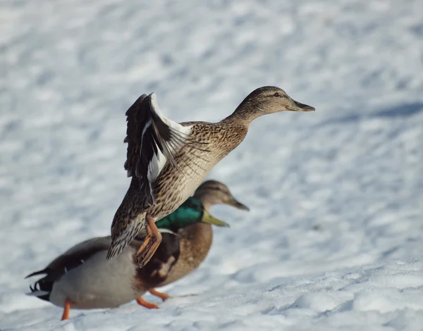 stock image DUCK IN FLIGHT