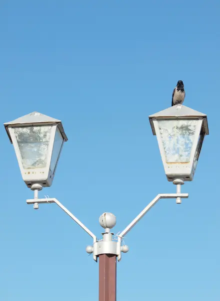 Corvo e lanterna — Fotografia de Stock