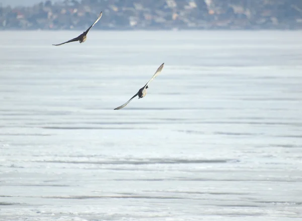 Aves sobre el lago — Foto de Stock