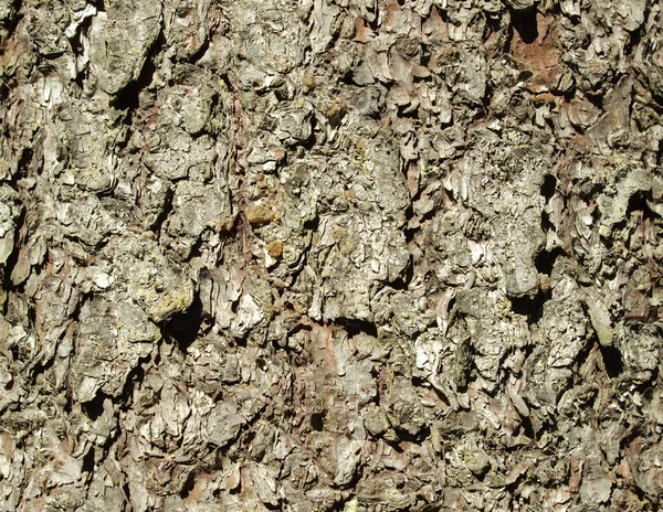 Schors van een bont-boom — Stockfoto