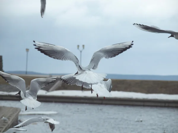 A gaivota em voo — Fotografia de Stock