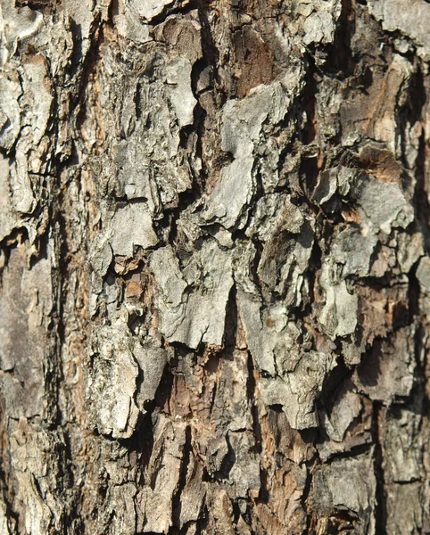 Bark of a larch — Stock Photo, Image