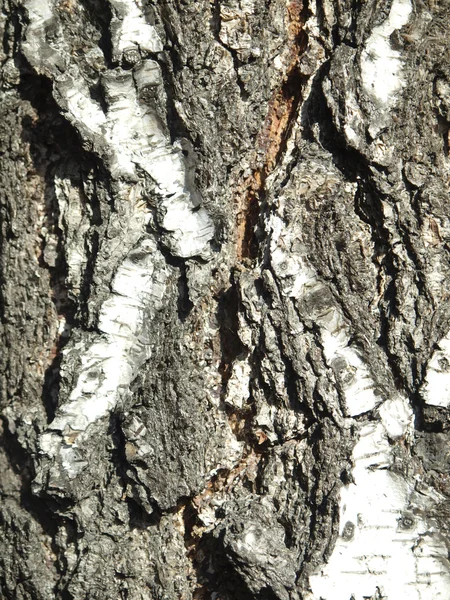 Bark of a poplar — Stock Photo, Image