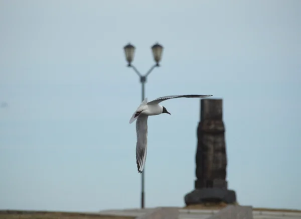 The seagull and lantern — Stock Photo, Image