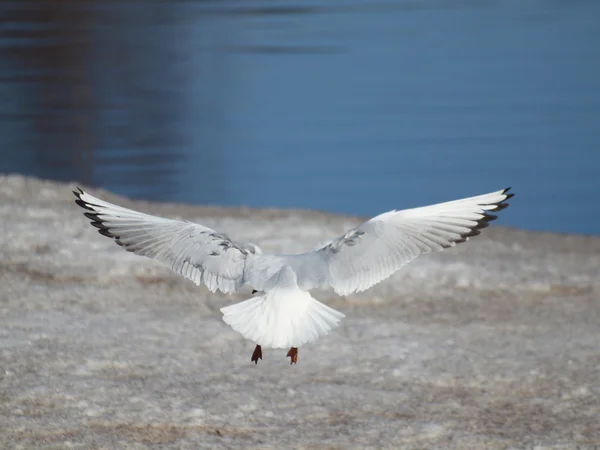 A gaivota — Fotografia de Stock