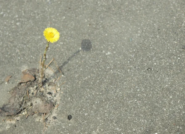 stock image Life and asphalt