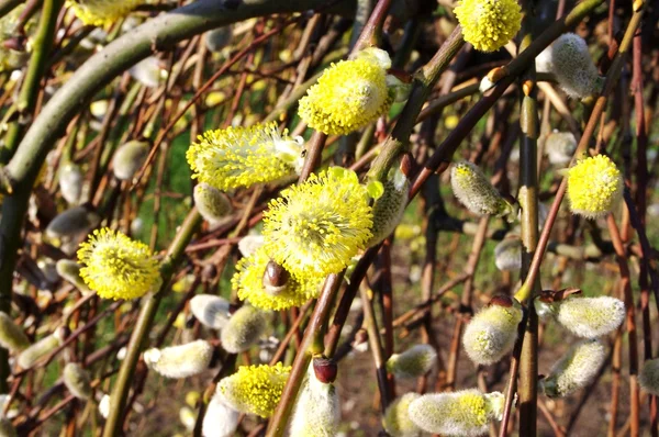 stock image Pussy-willow