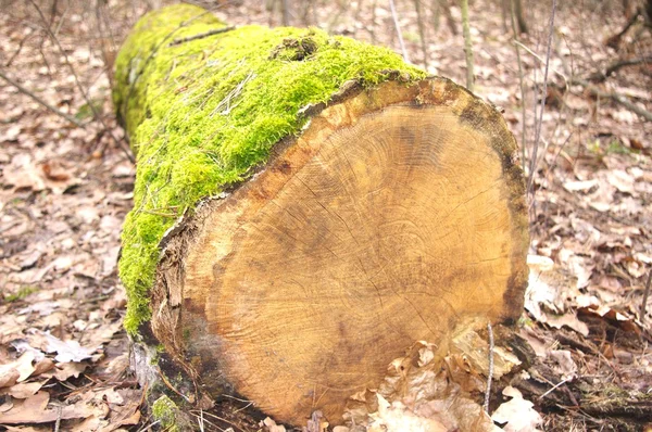 stock image Tree