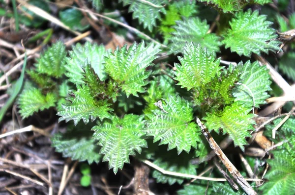 stock image Nettle