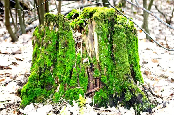 stock image Stump