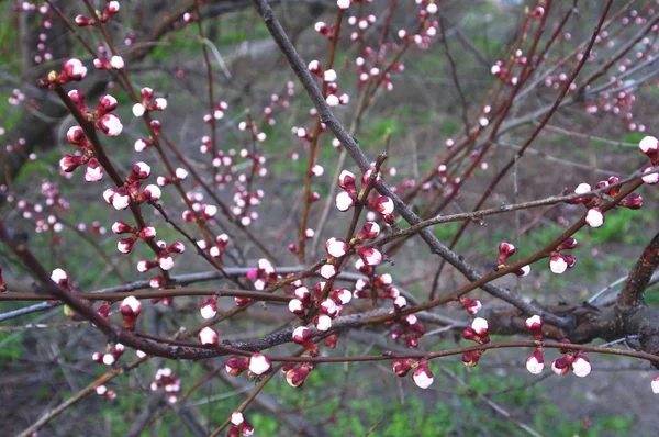 stock image Apricots flower