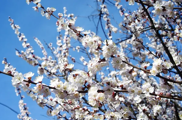 stock image Apricots flower