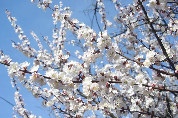 stock image Apricots flower