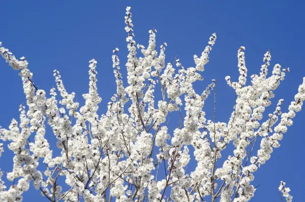 stock image Apricots flower