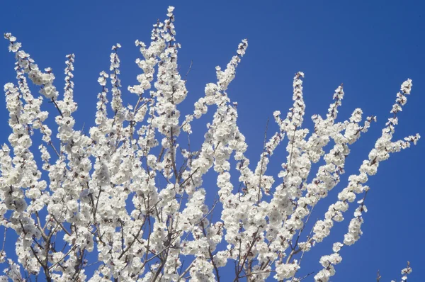 stock image Apricots flower